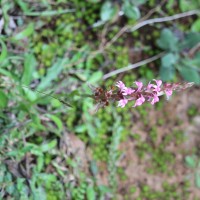 Satyrium nepalense D.Don